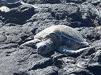 Zoom view of sea turtle resting.